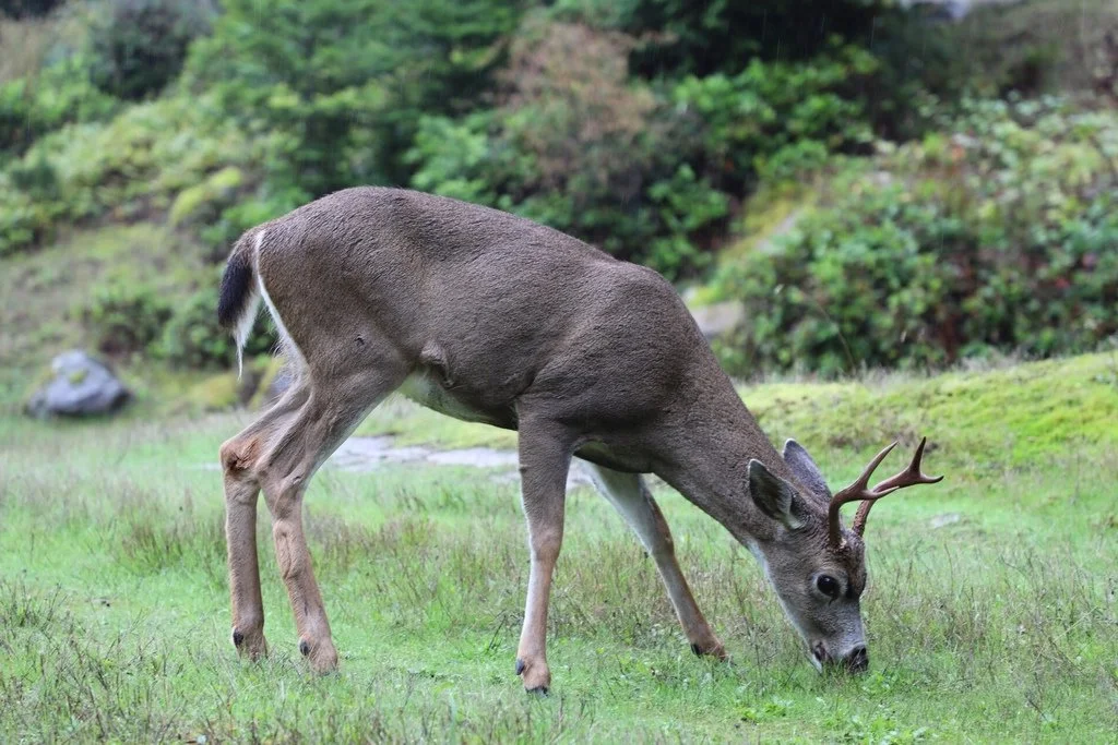 Колумбийски черноопашат елен (Колумбийски мулест елен) (Odocoileus hemionus columbianus)