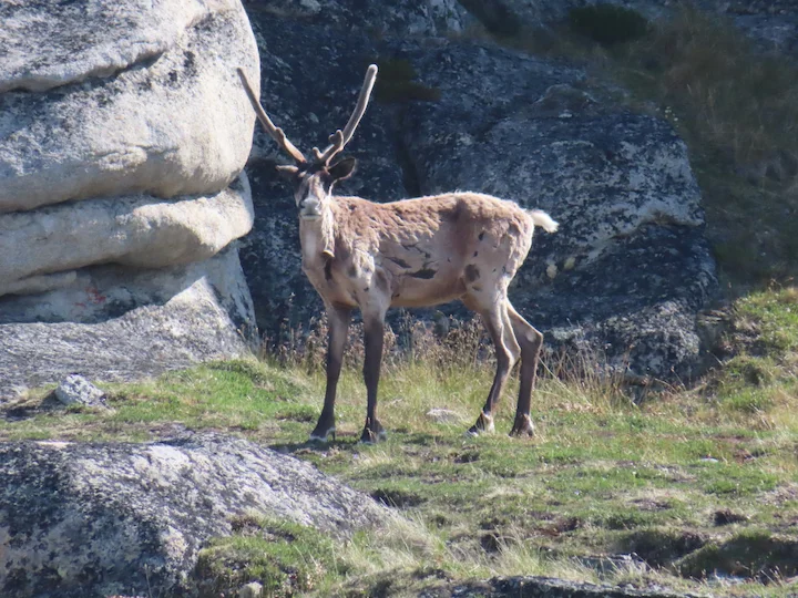 Osborn's Caribou (Boreal Caribou) (Rangifer tarandus osborni)