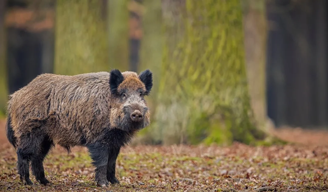 Wildschwein auf den Gleisen: Zugunfall legt Bahnstrecke lahm Wildschwein auf den Gleisen: Zugunfall legt Bahnstrecke lahm