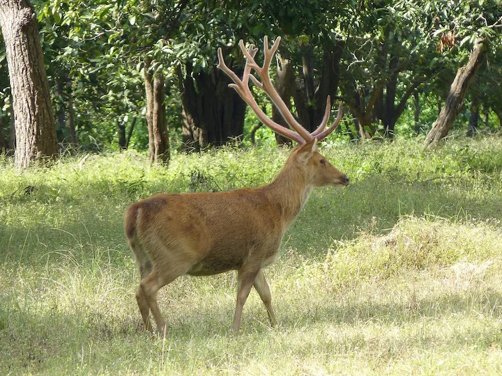 Swampbok Swampbok