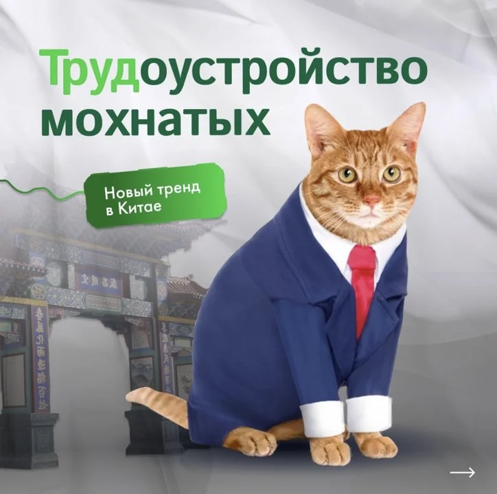 В Китае появился необычный тренд в сфере pet-friendly бизнеса!