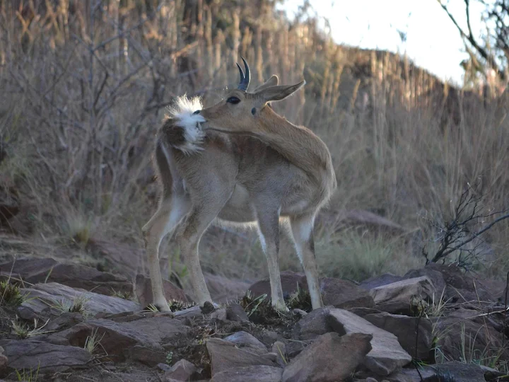 Mountain Reedbuck (Redunca fulvorufula)