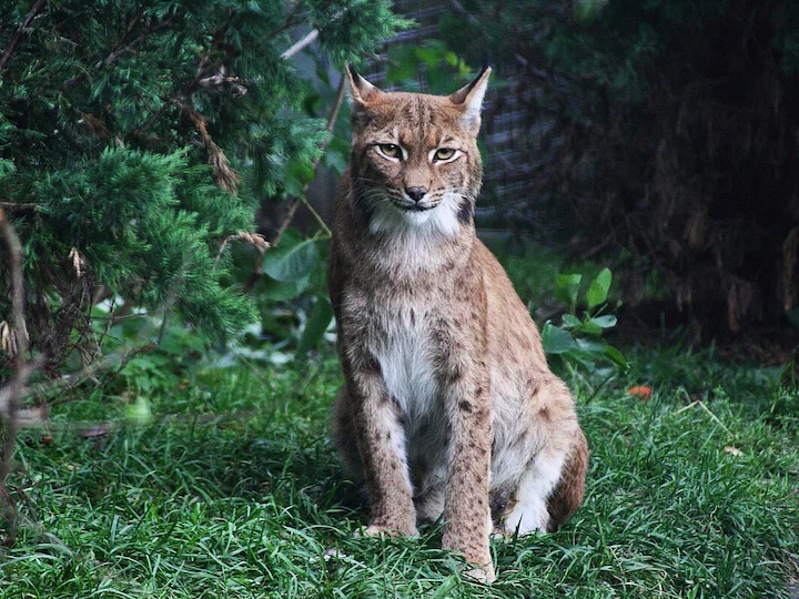 Կարպատյան լուսան (Լուսան) (Lynx lynx carpathicus), 3 of 3