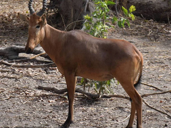 Antilope hartebeest