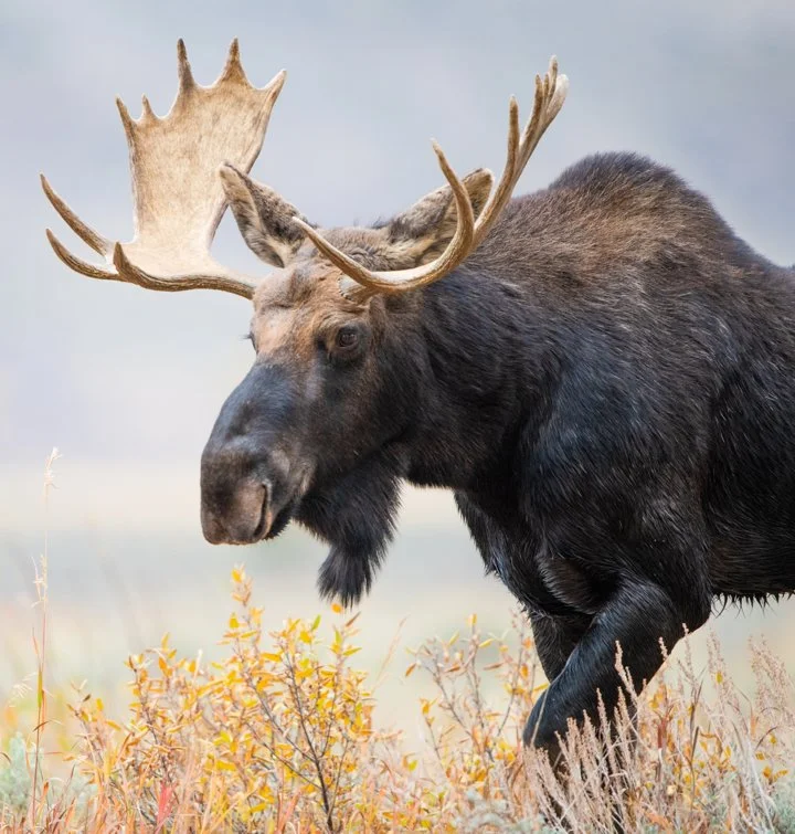 Älg (Skogens konung) (Alces alces alces)