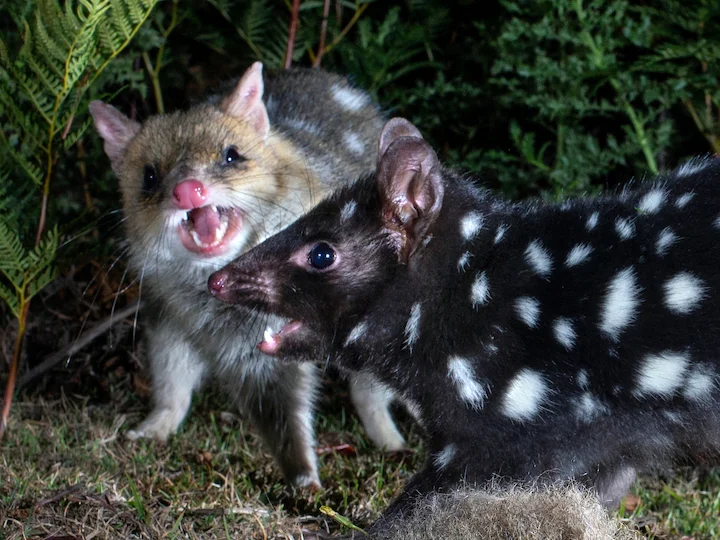 Austrumu kvols (Dasyurus viverrinus)