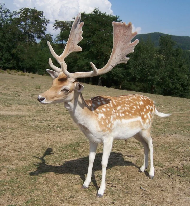The fallow deer (Dama dama) is the most common species of deer in the world. In the summer, they are light to reddish brown with white spots. In the winter, this changes 