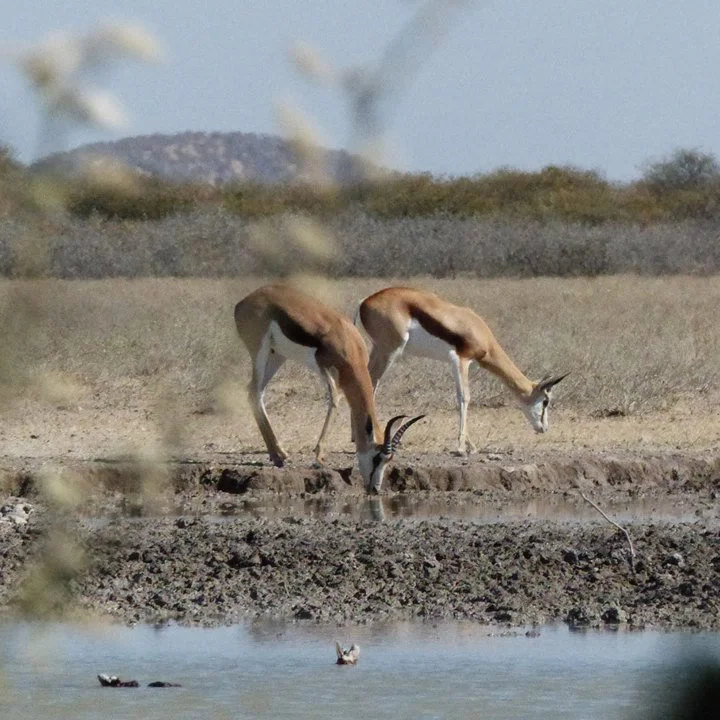 Botswana’s Hunting Revenue Nearly Doubles Despite Rising UK Pressure on Trophy Imports