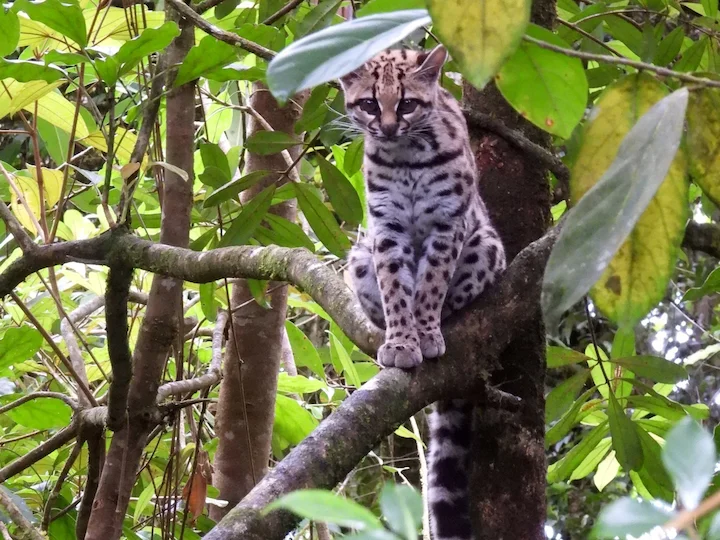 Margay dlouhoocasý