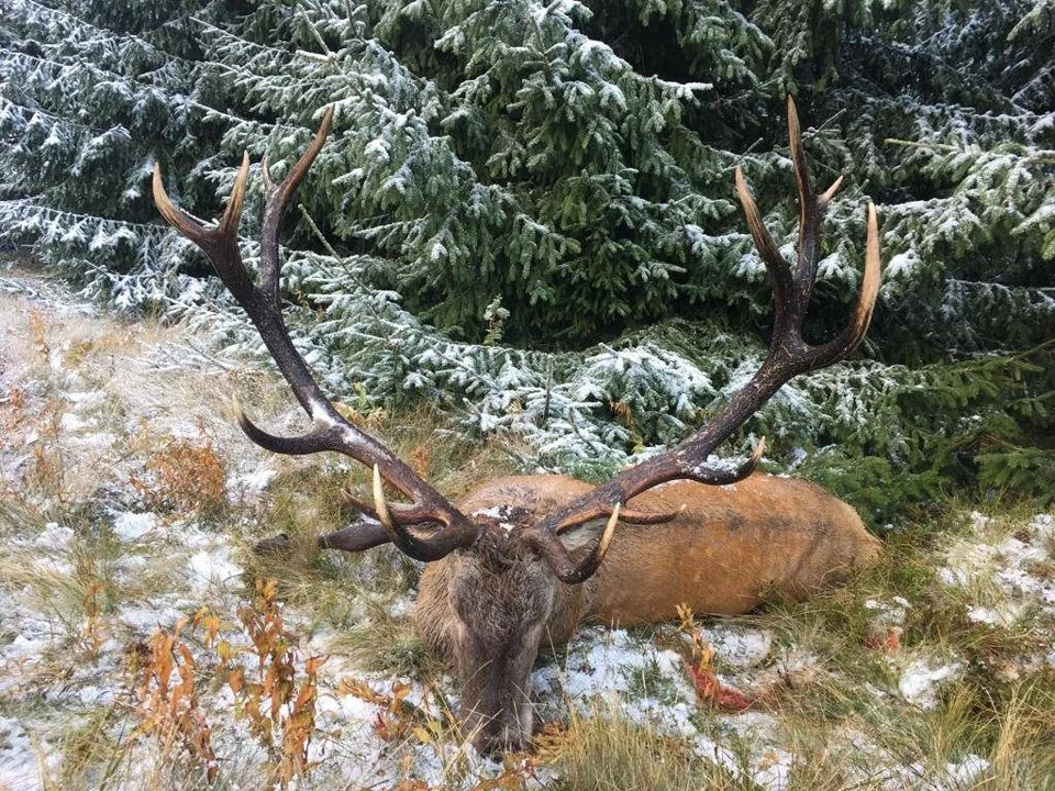 Jagd im Albula (Kanton Graubünden), Schweiz: Regionale Merkmale, Bevölkerung, Jagdansätze, Wildtiere, Jagdperioden, Vere… Jagd im Albula (Kanton Graubünden), Schweiz: Regionale Merkmale, Bevölkerung, Jagdansätze, Wildtiere, Jagdperioden, Vere…