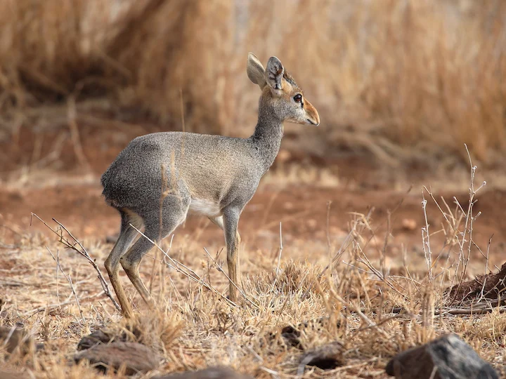 Günthers dikdik (Madoqua guentheri)