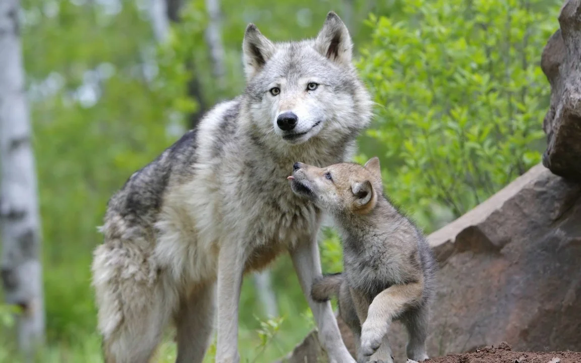 Ulven, eller grå ulv, eller almindelig ulv (latin Canis lupus), er en art af rovpattedyr fra hundefamilien (Canidae). Sammen med prærieulven (Canis latrans), almindelig s