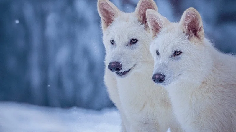 Dire Wolves Brought Back from Extinction Are Now Fully Grown and Hunting Together as a Pack of 3