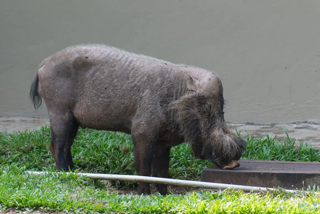 Брадат свин (Боров) (Sus barbatus)