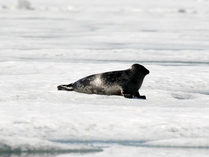 Arctic Ringed Seal (Ringed Seal) (Pusa hispida hispida)