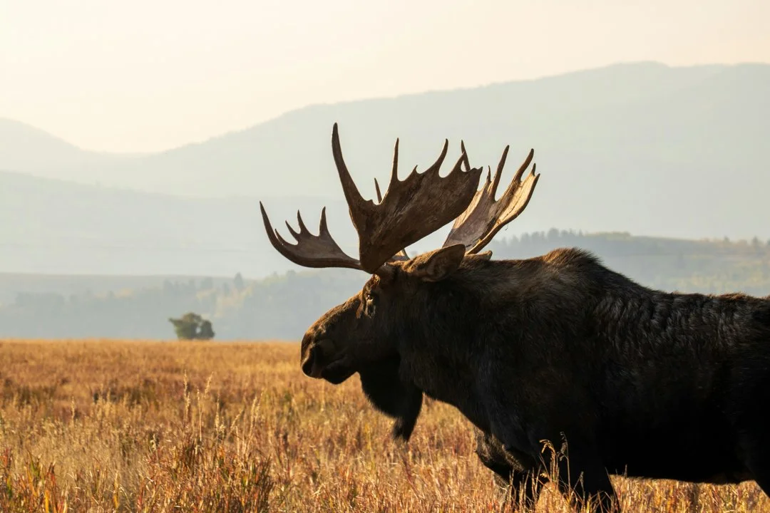 Moose Hunting Season Opens in Manitoba with 250 New Licenses 

Manitoba’s moose hunting season begins December 1, 2025, with 250 additional licenses available. The provin