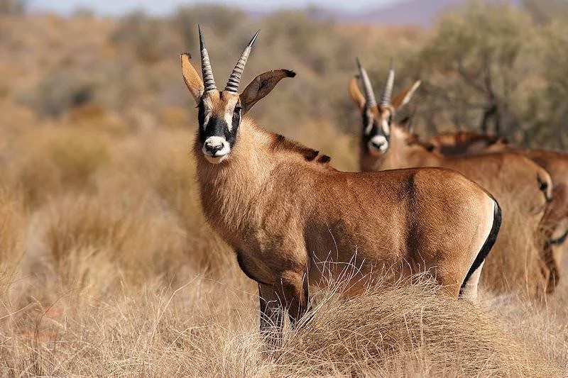 Ռոան անտիլոպ (Հիպոտրագ) (Hippotragus equinus), 4 of 4