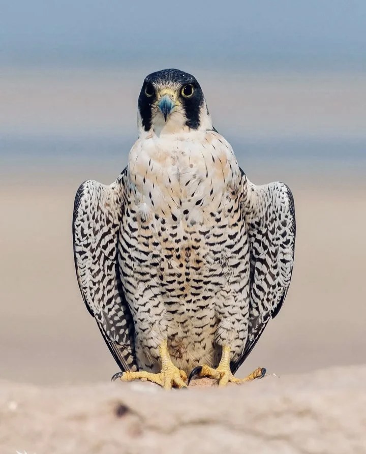 Peregrine Falcon: Speed, History, Cost, Training & Care for Hunters and Falconers.

The peregrine falcon (Falco peregrinus) is not just the fastest animal on Earth—it’s a