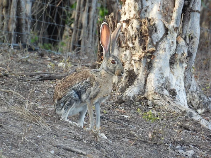 Lepre antilope