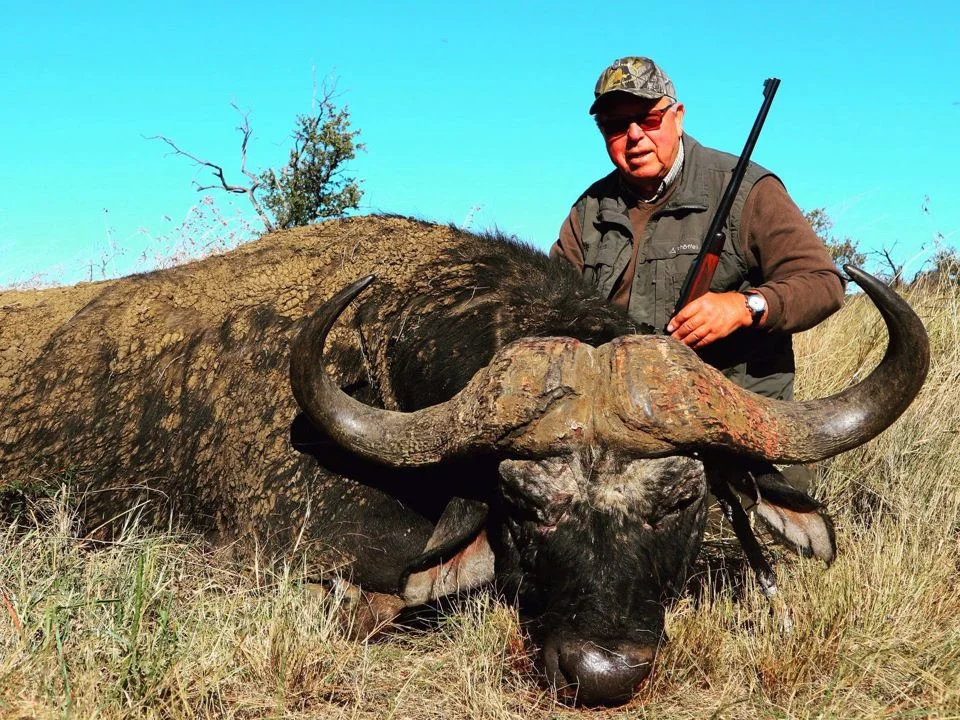 The Cape Buffalo is considered by some to be the most dangerous of all of the Big Five. While he seems docile enough when viewed undisturbed in the herd, when agitated or