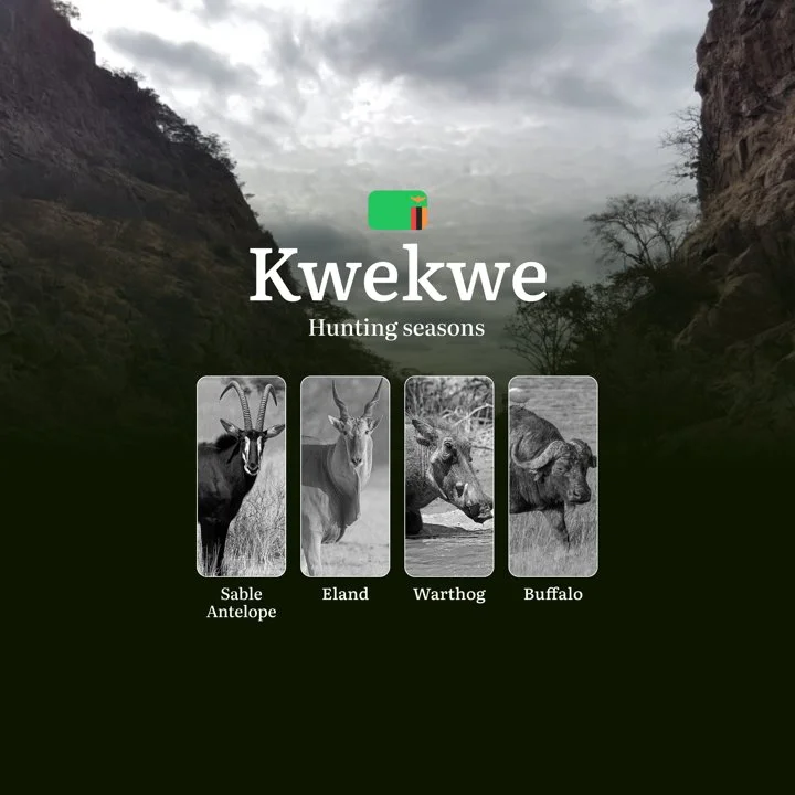 When the Miombo Whispers: Golden Hunting Seasons in Kwekwe – From Mighty Buffalo to Majestic Sable Antelope