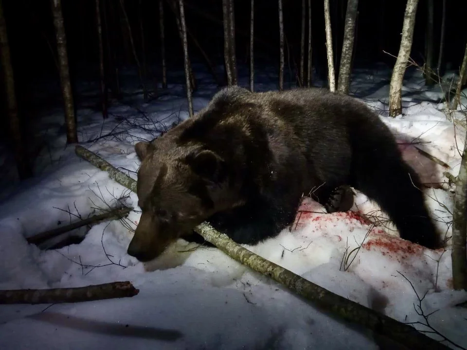 Охота на медведя в Смоленской области: охотхозяйство «Сапфир» 🐻 Охота на медведя в Смоленской области: охотхозяйство «Сапфир» 🐻
