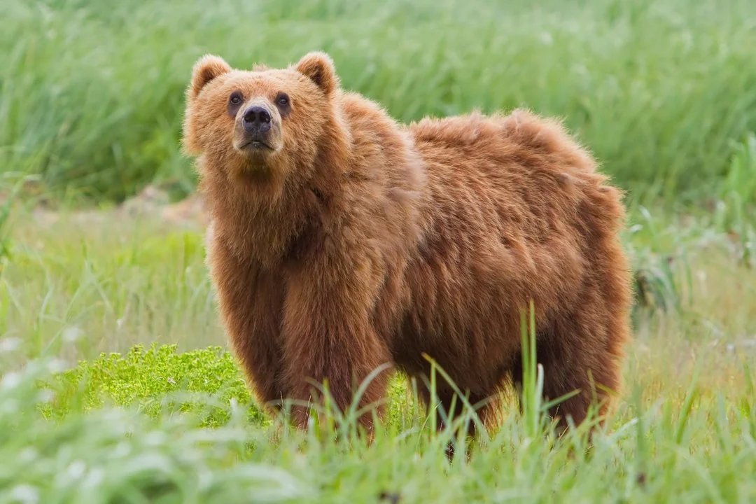 Եվրոպական սուրճ (Սուրճ) (Ursus arctos arctos), 2 of 3