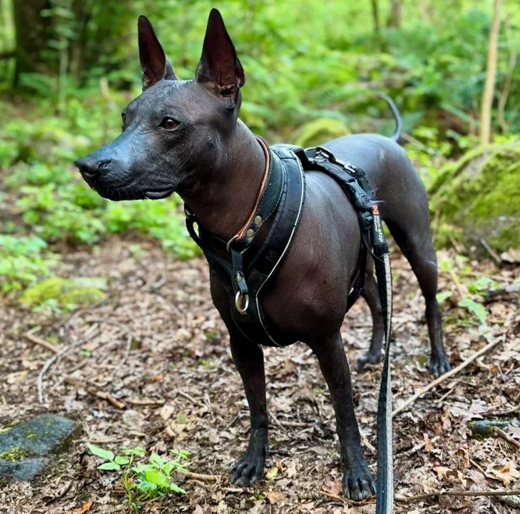 Xoloitzcuintli Hunting Dog: The Mexican Hairless Breed for Small Game Pursuits