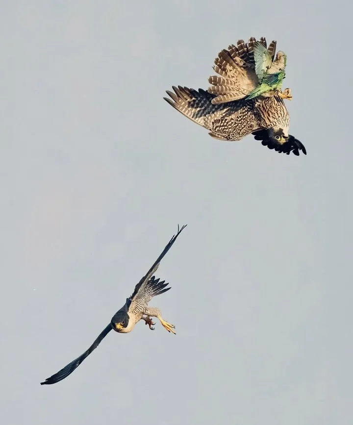 Falconry Unveiled: A Complete Guide to Birds, Techniques & Equipment