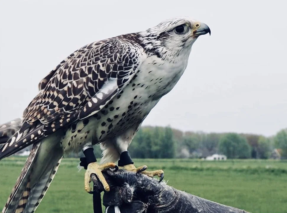 Falconry Training: Techniques and Methods for Training Raptors

Falconry, the ancient art of hunting with birds of prey, demands a unique blend of patience, precision, an