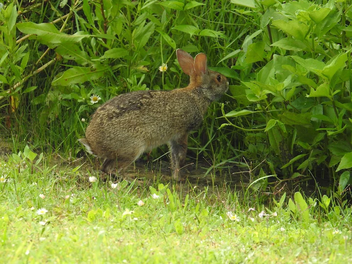 Moeraskonyn (Sumpkonyn) (Sylvilagus aquaticus), 1 of 3