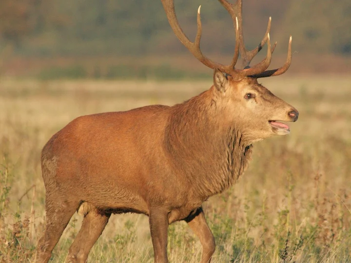 Cervo rosso