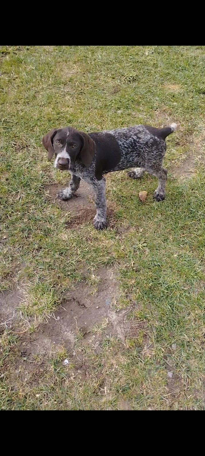 The German Wirehaired Pointer: Characteristics, Care, and Hunting Training

The German Wirehaired Pointer, known for its intelligence, versatility, and strong hunting ins