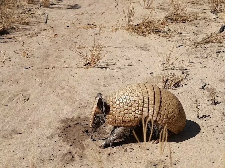 Drieband-armadillo