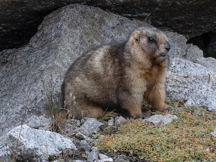 Baibacinamurmeltier (Marmota baibacina)