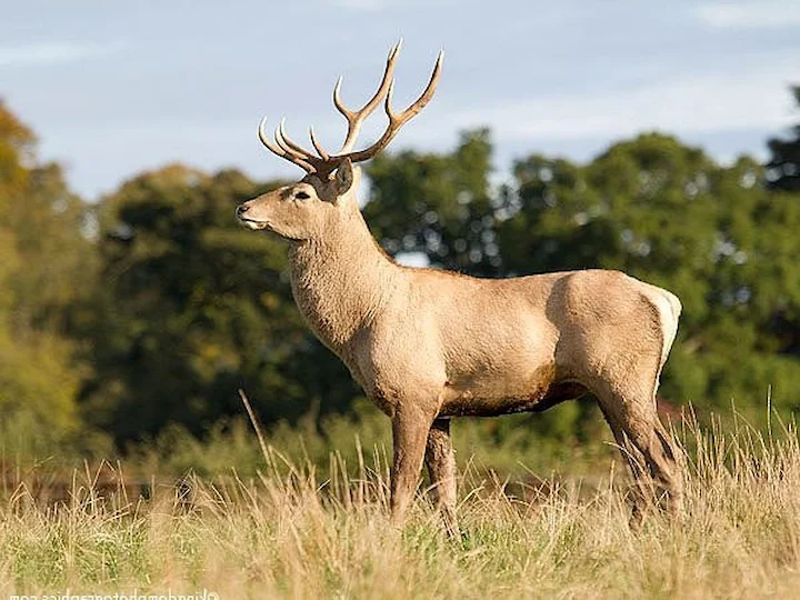 Բակտրիական եղջերու (Բակտրիական որմզդ) (Cervus elaphus bactrianus), 2 of 3