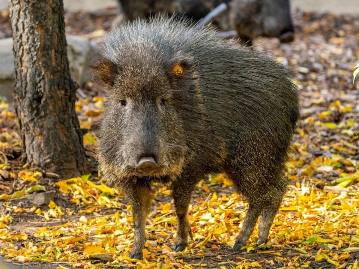 Reuspekari