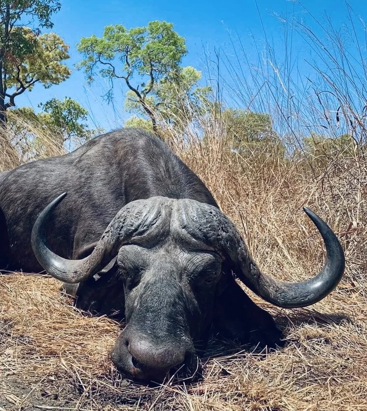 Buffalo Hunting in Mozambique: methods, season, areas, price. (A Hunter's Guide)
Mozambique stands as a premier African destination for hunters seeking the ultimate Cape