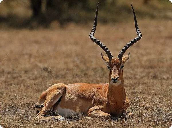 Hunting Burkina Faso: Wildlife and Hunting Heritage,  Hunting Methodology & Terrain