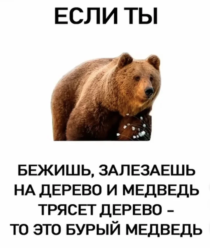 Про медведей