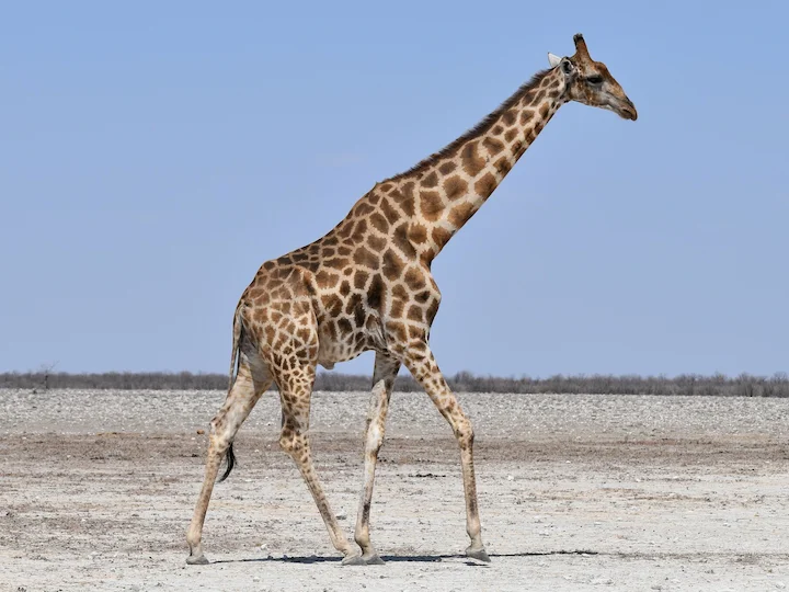 Giraff (Giraffen) (Giraffa giraffa)