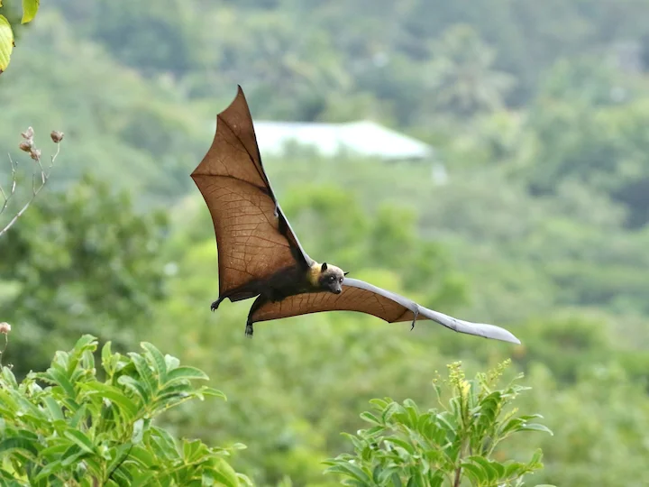 Palau Flying Fox (Peleliu Flying Fox) (Pteropus mariannus pelewensis)