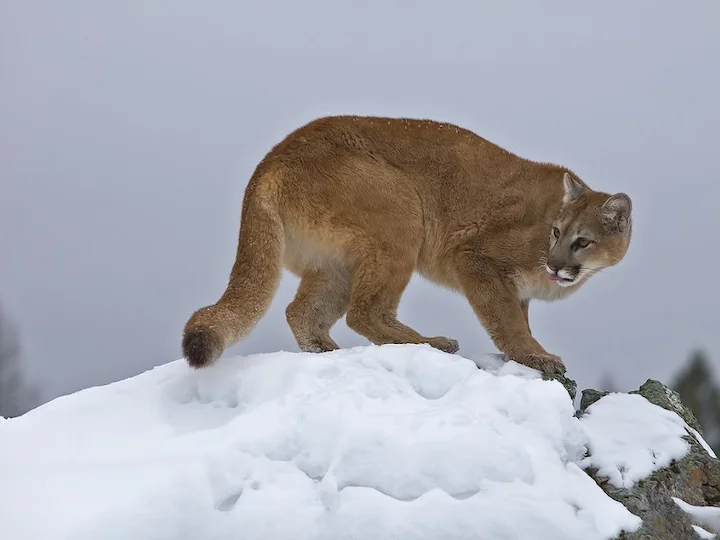 Puma (Dağ aslanı) (Puma concolor stanleyana), 3 of 3