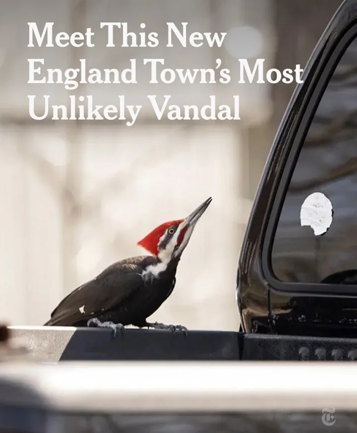More than 20 vehicles have been recently damaged in a town on Cape Ann, Massachusetts, with driver's side windows and mirrors being cracked. The suspect was described as 