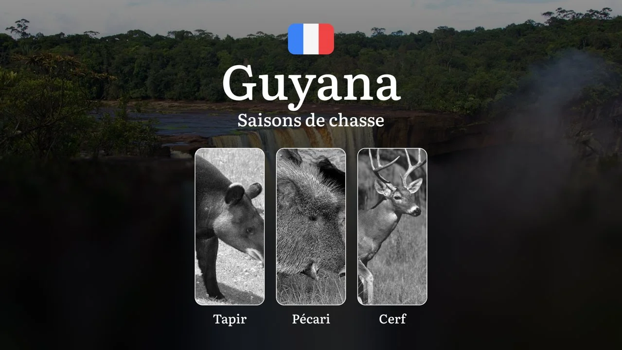 Saisons de chasse en GUYANE: Calendrier Complet, Réglementations Clés,  Obtention des permis et Conseils Pratiques 

La Guyane, territoire français niché au cœur de l'Ama