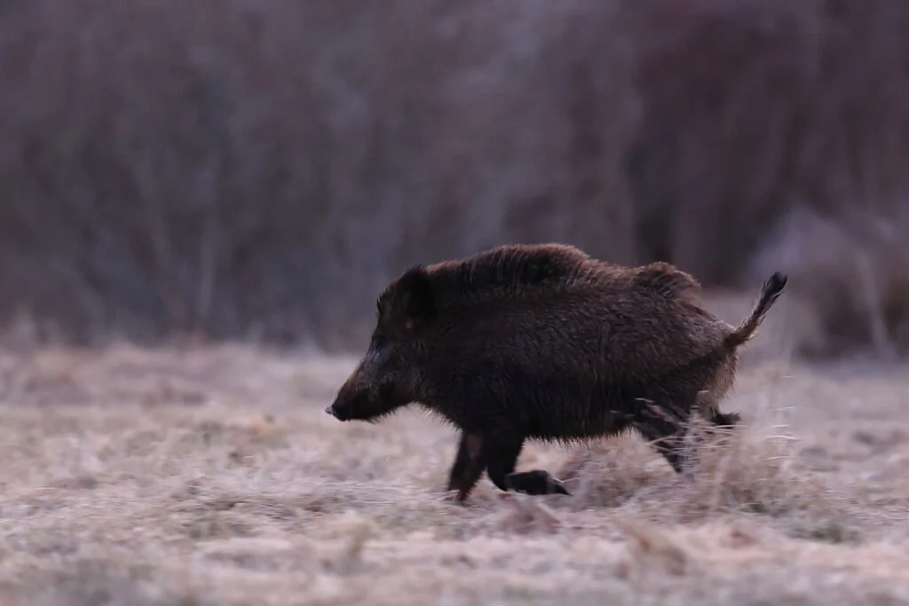 METSSIGA

Metssiga (Sus scrofa) on sigalaste sugukonda ja sea perekonda kuuluv metsloom. Metssiga on keskmist kasvu kiilukujulise kehaga sõraline, kelle kärsaga pea moodu