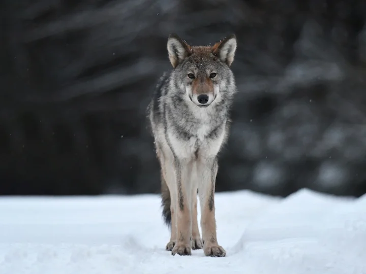 Afrika-wolf (Kappawolf)