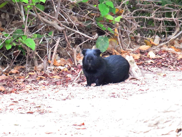 Conejillo de Indias (Cavia porcellus)