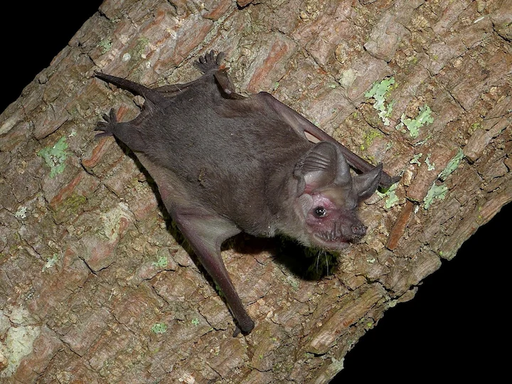 Kleiner Glatthund (Zwerg-Glatthund) (Chaerephon pumila)