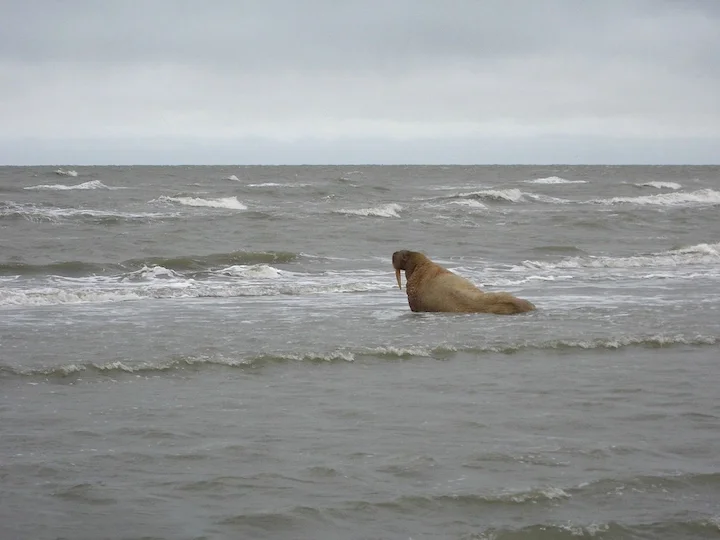 Морж